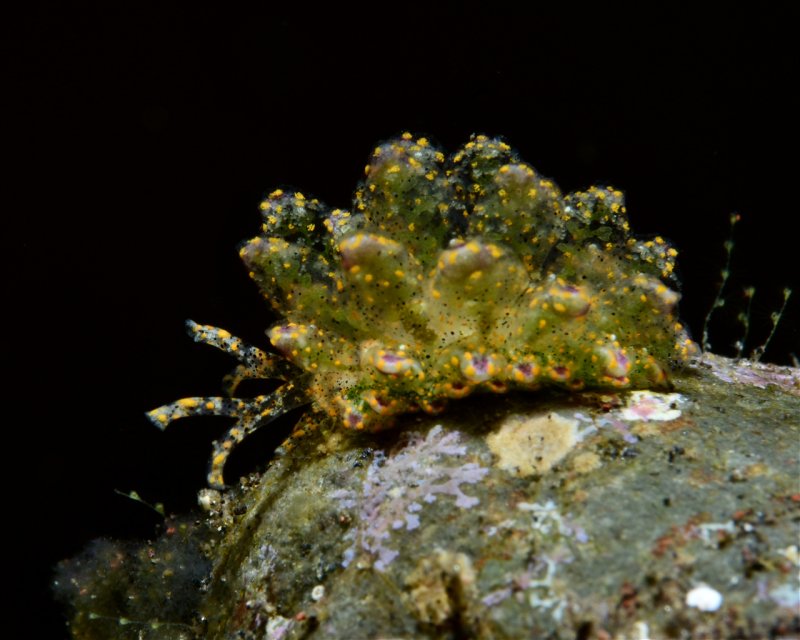Divesite Image