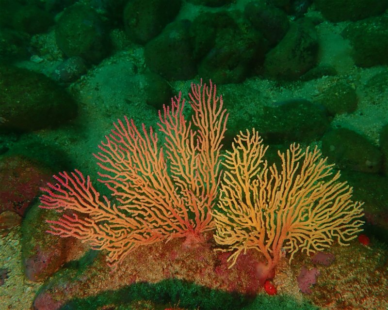 Divesite Image