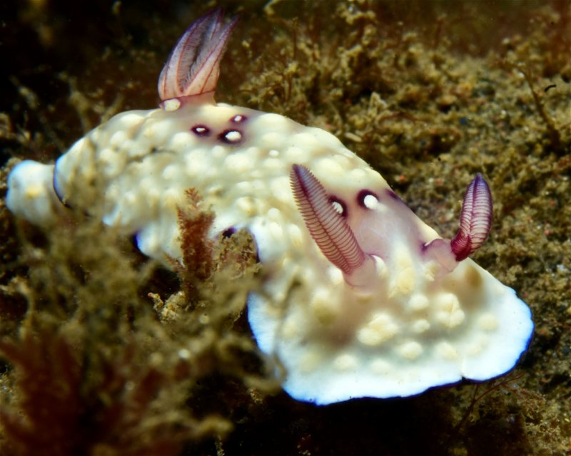 Divesite Image
