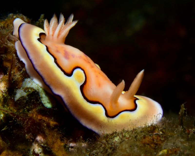 Divesite Image