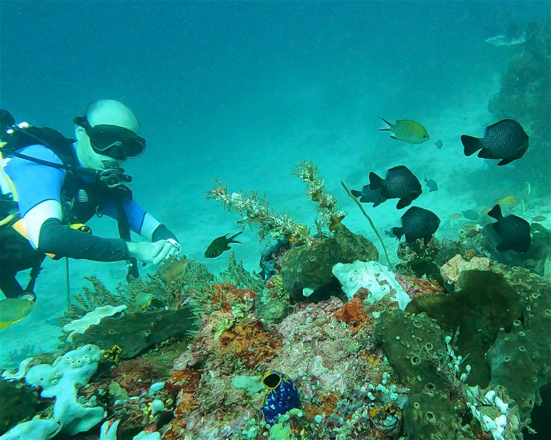 Divesite Image