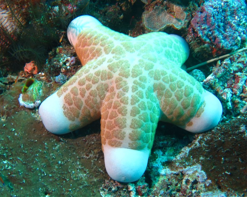 Divesite Image