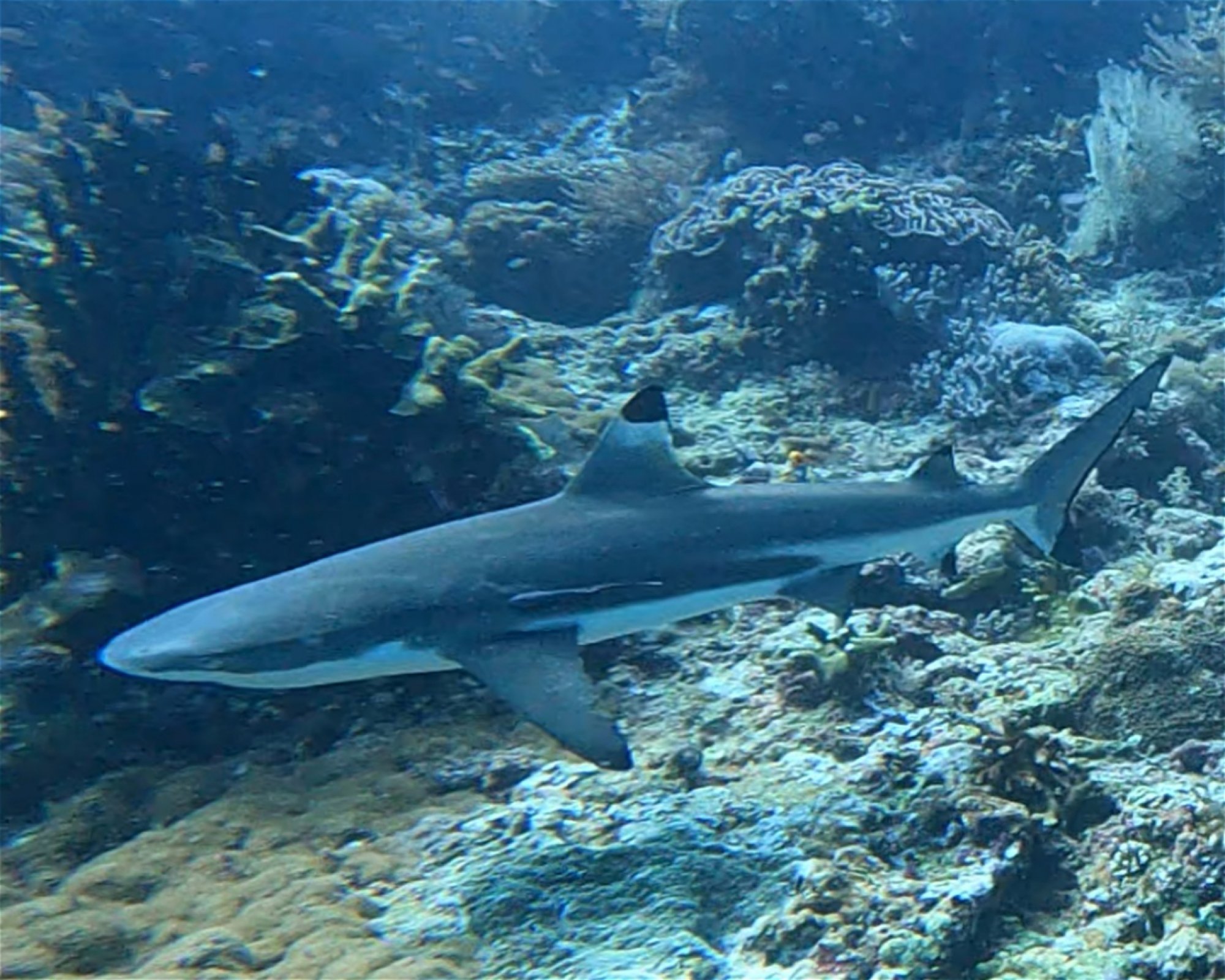 Extra Divers Spice Island, 0000 Labuah