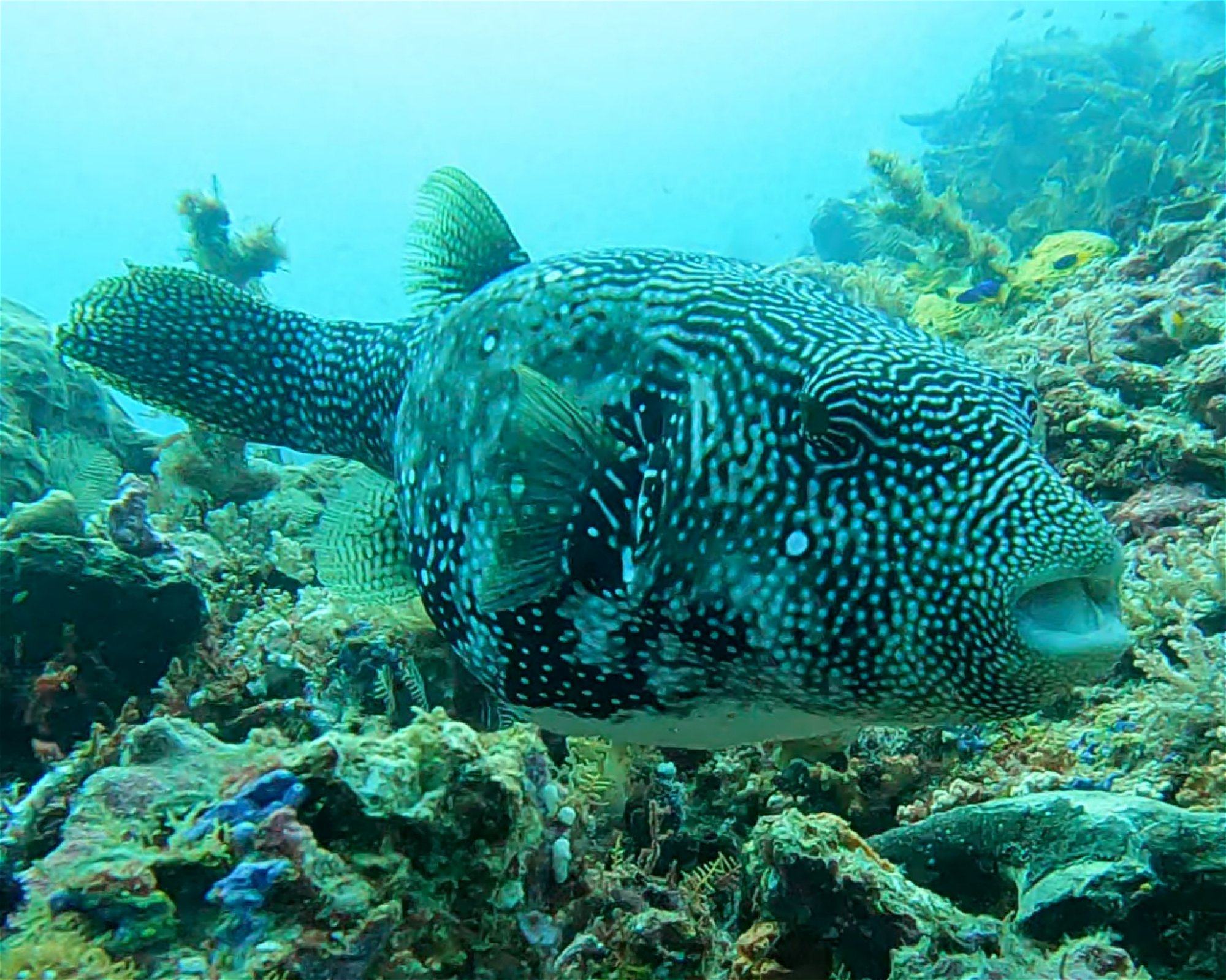 Extra Divers Spice Island, 0000 Labuah