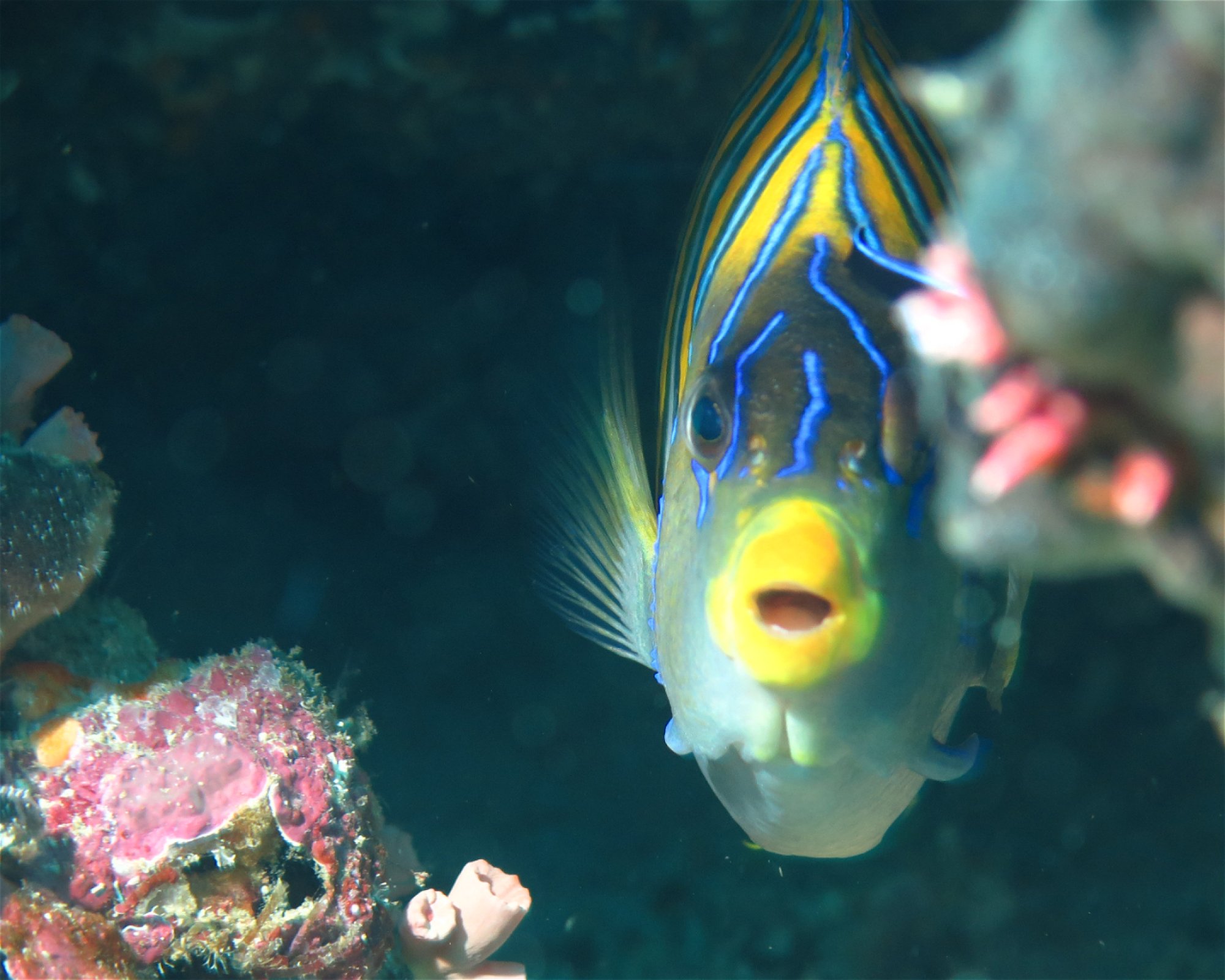 Extra Divers Spice Island, 0000 Labuah