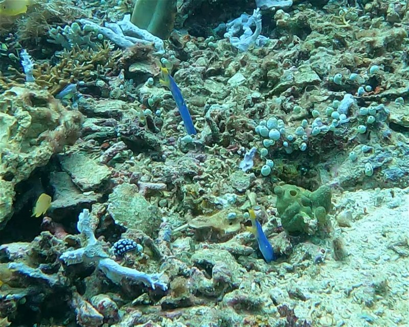 Divesite Image