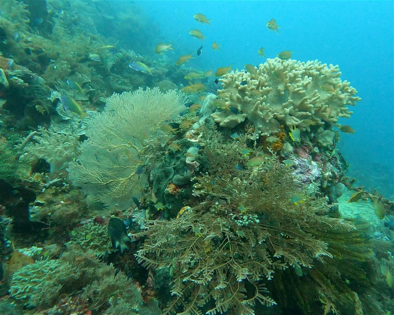 Divesite Image