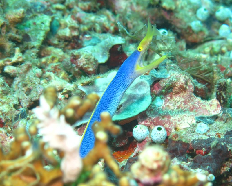 Divesite Image
