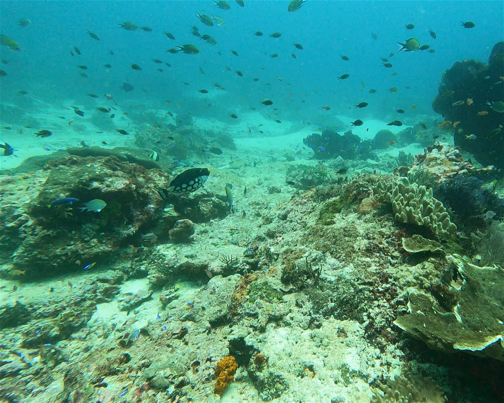 Extra Divers Spice Island, 0000 Labuah