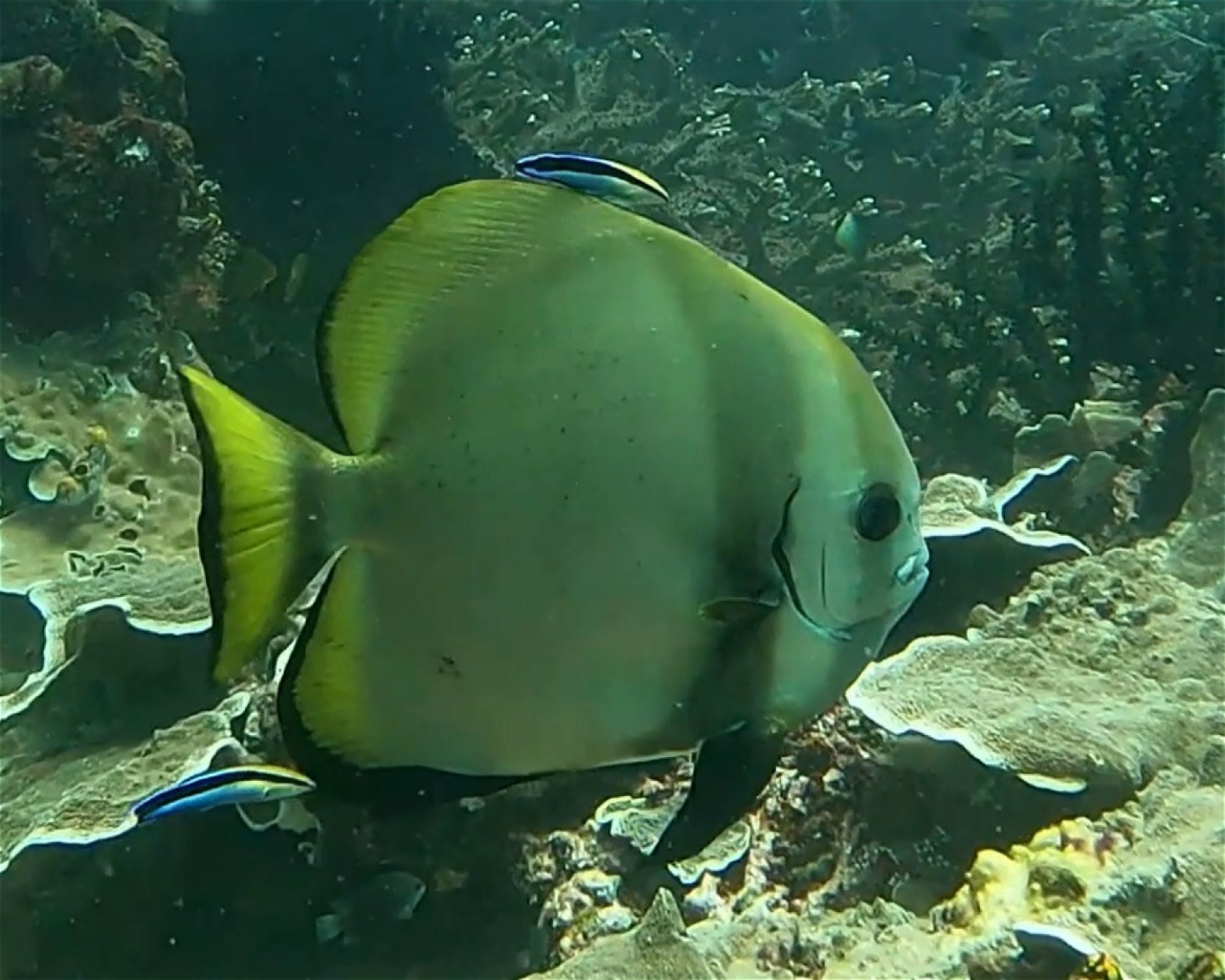 Extra Divers Spice Island, 0000 Labuah