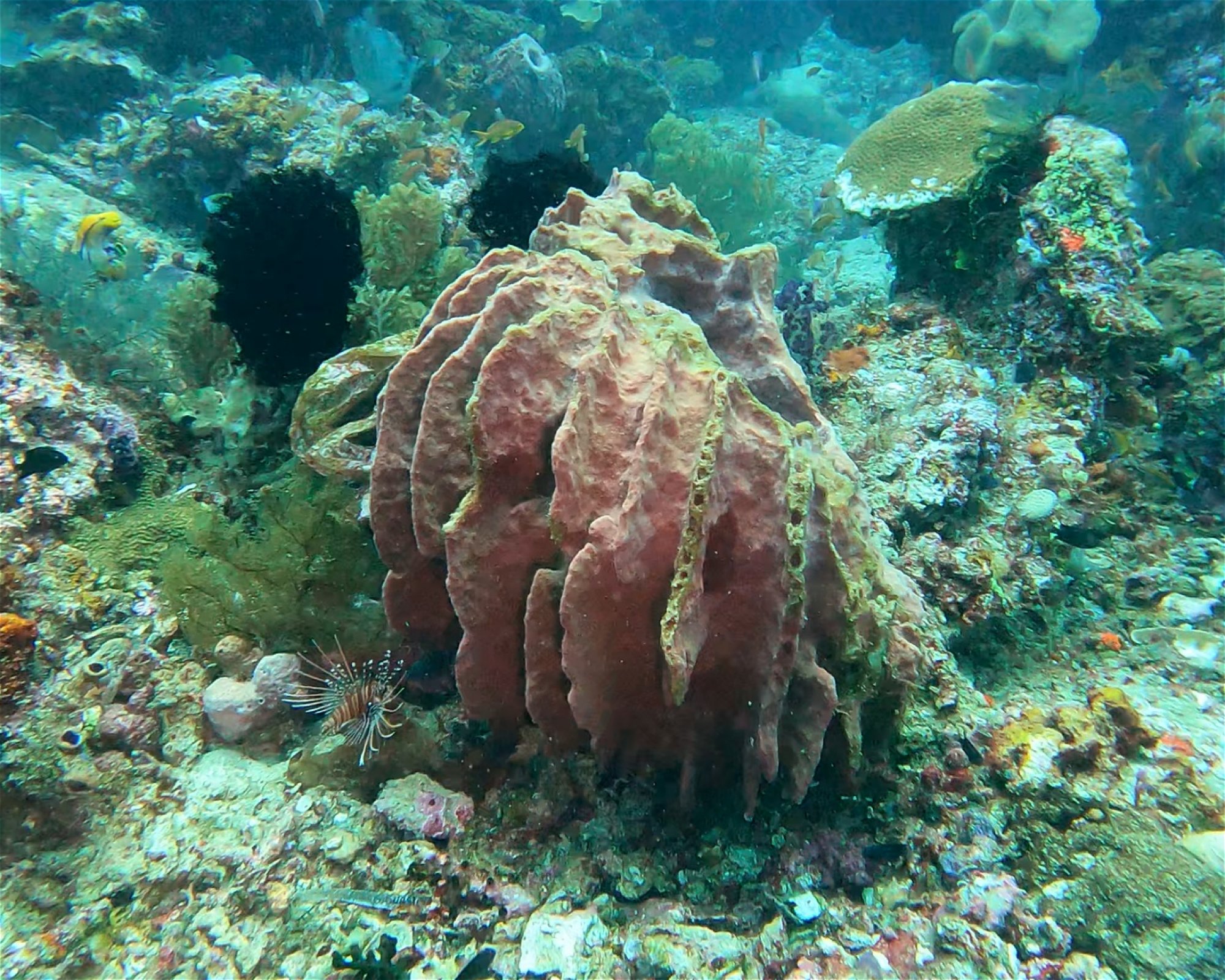 Extra Divers Spice Island, 0000 Labuah
