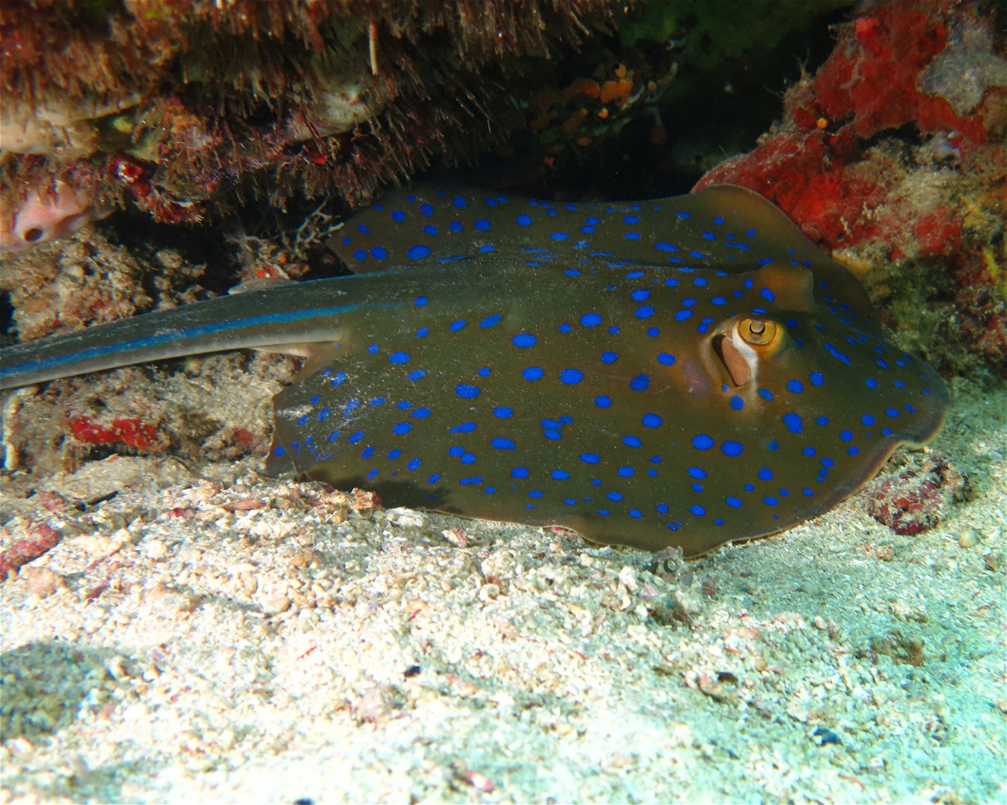 Extra Divers Spice Island, 0000 Labuah