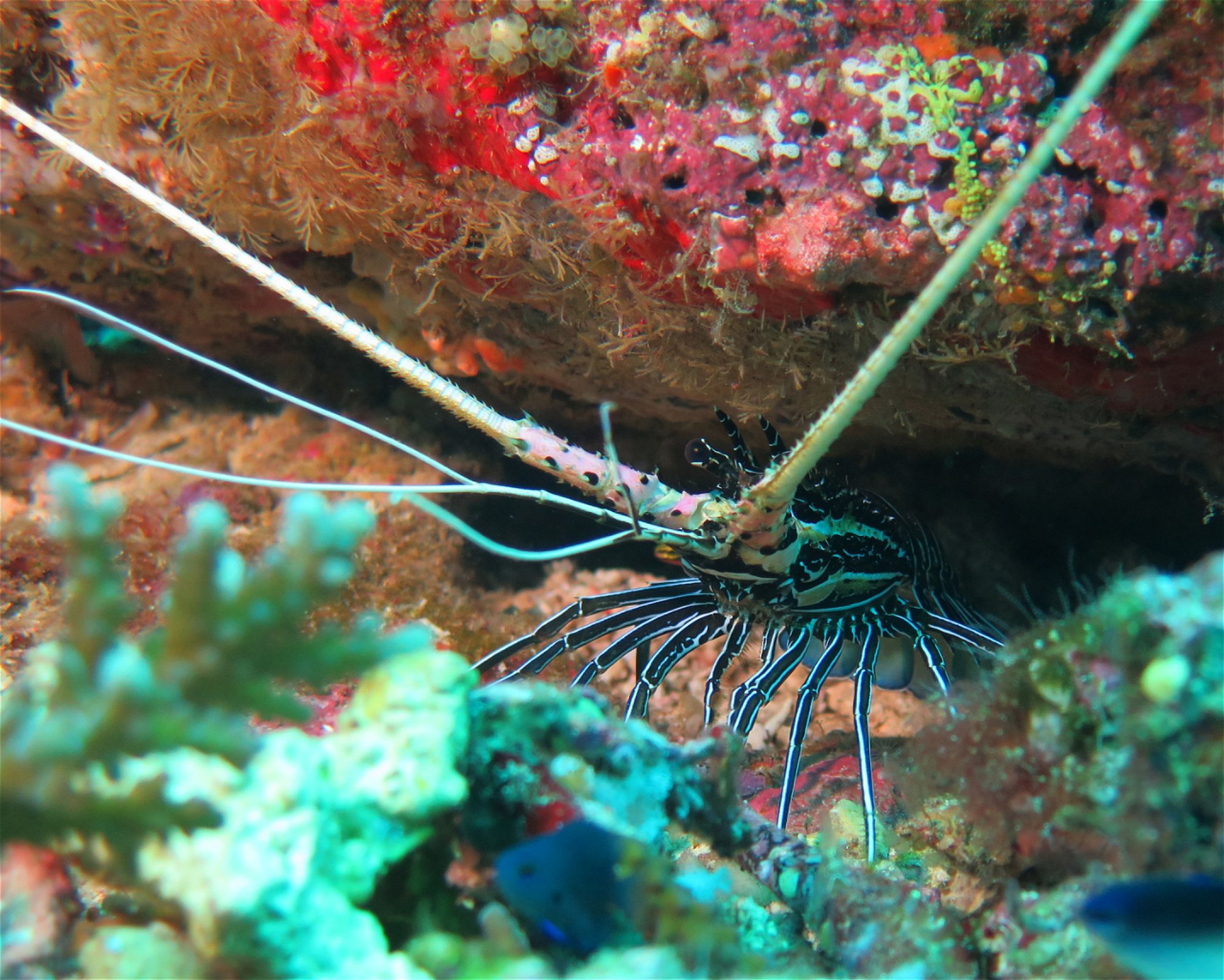 Extra Divers Spice Island, 0000 Labuah