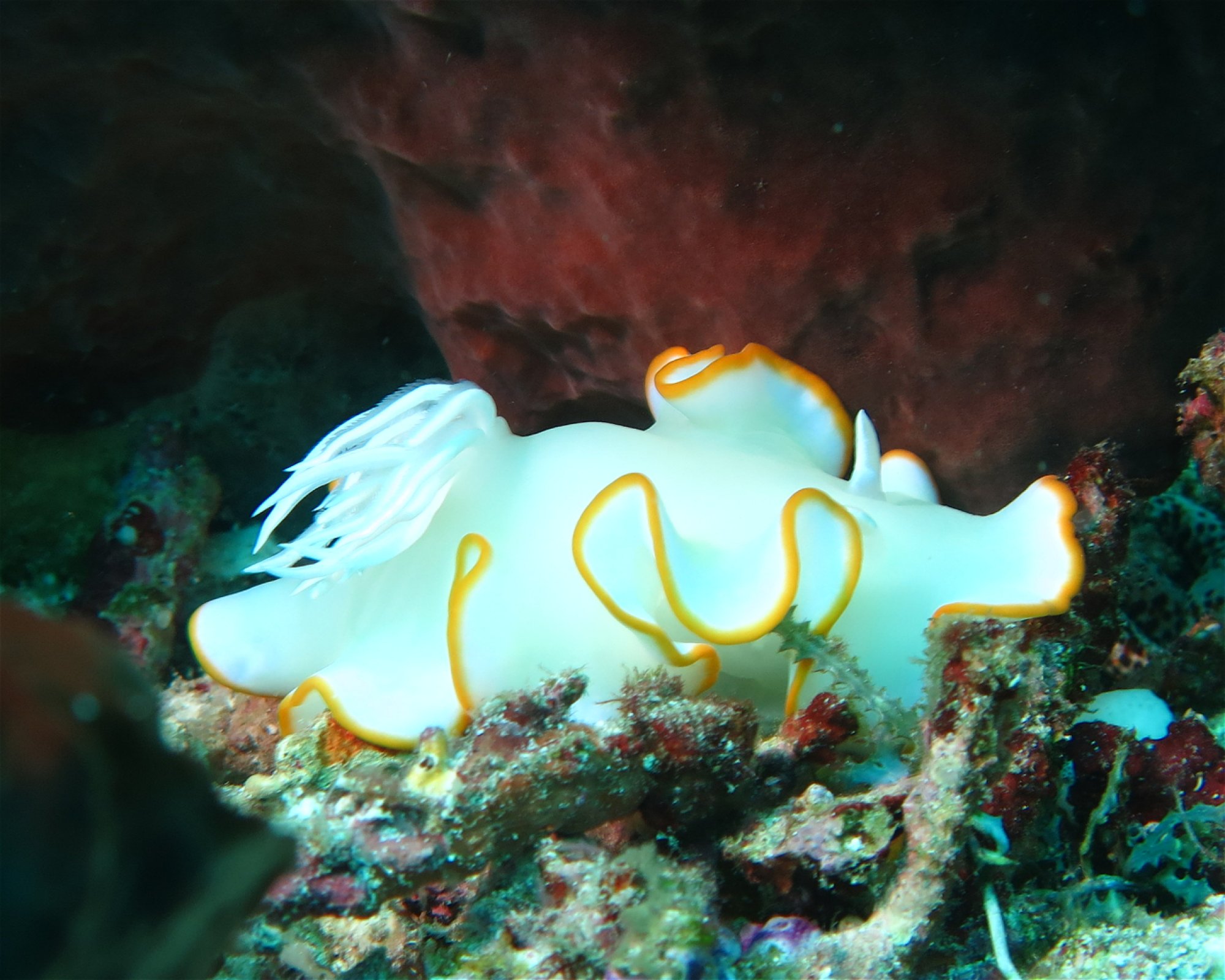 Extra Divers Spice Island, 0000 Labuah