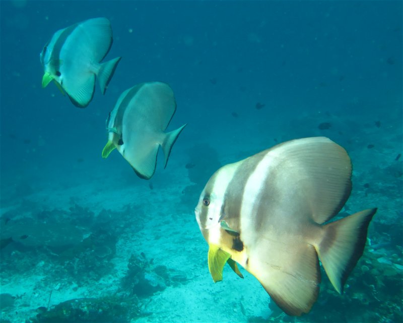 Divesite Image