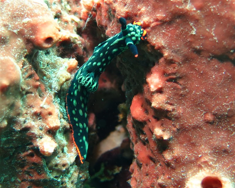 Divesite Image