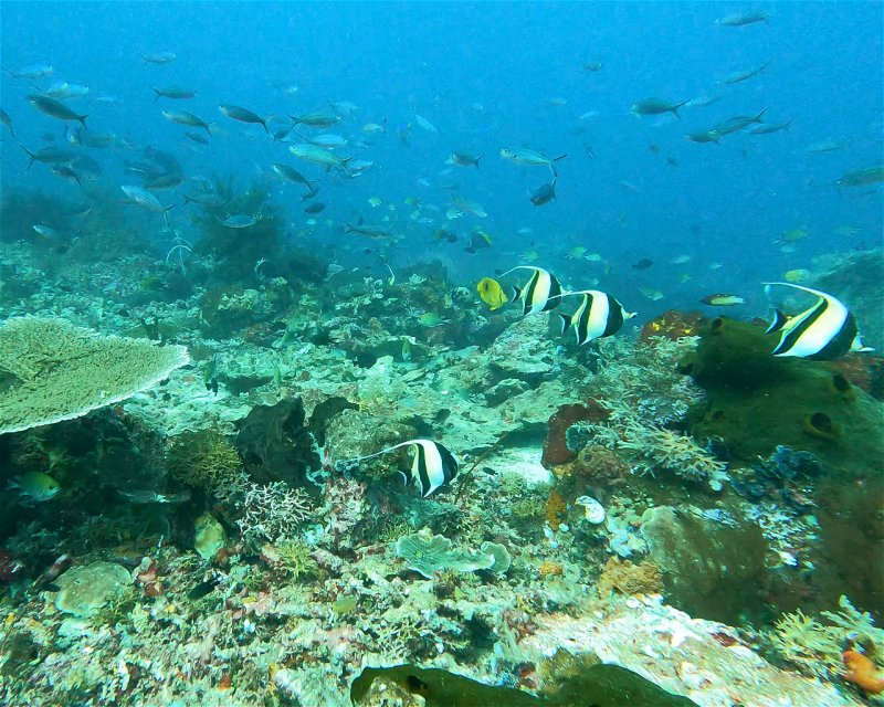 Divesite Image