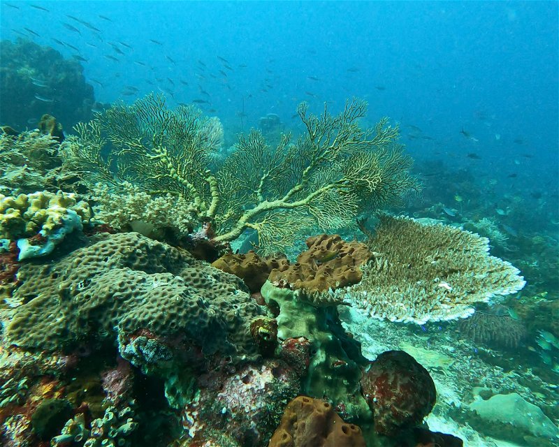 Divesite Image