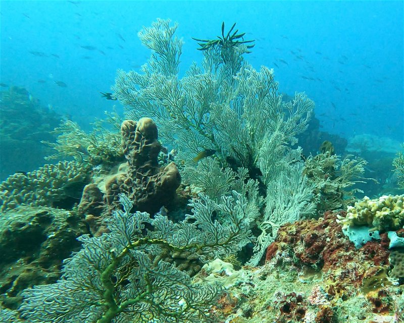 Divesite Image