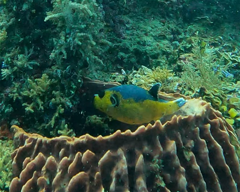 Divesite Image