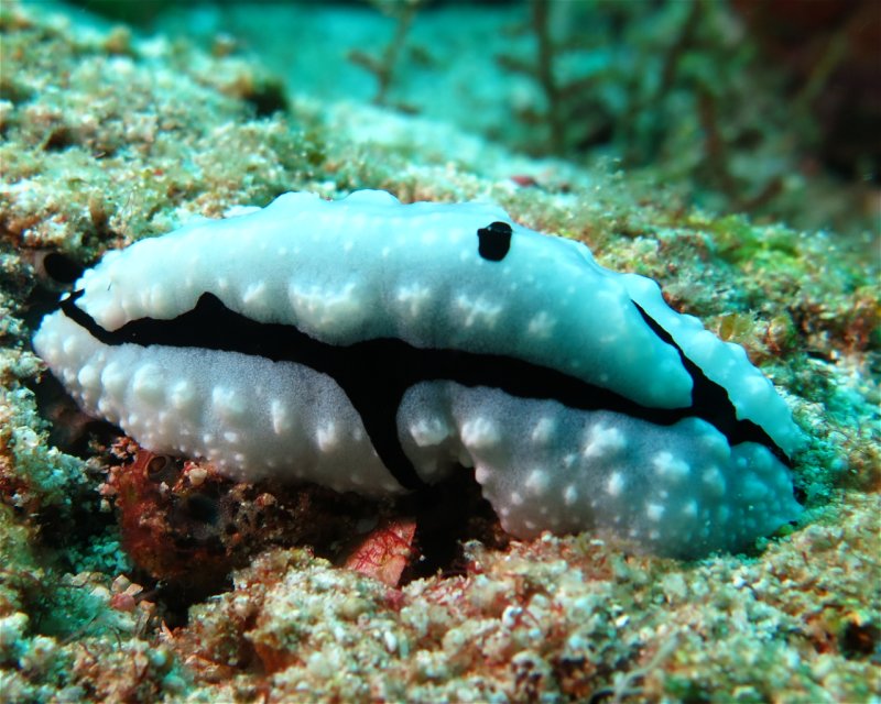 Divesite Image