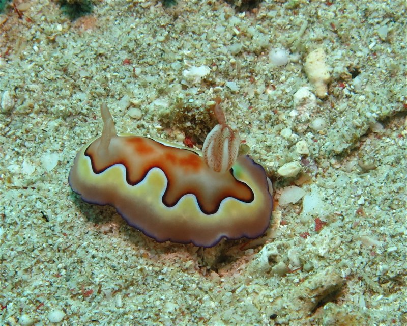 Divesite Image