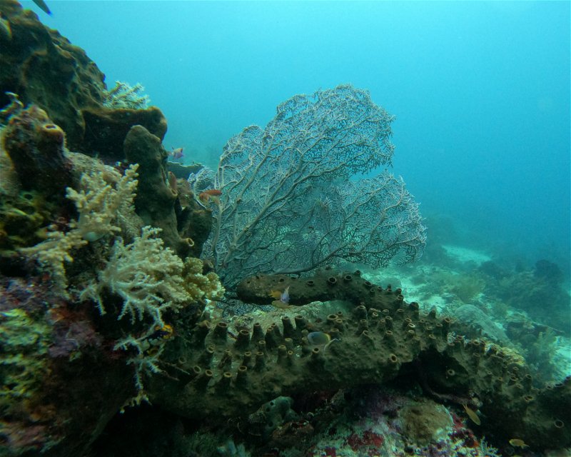 Divesite Image
