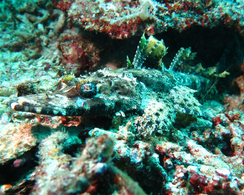Divesite Image