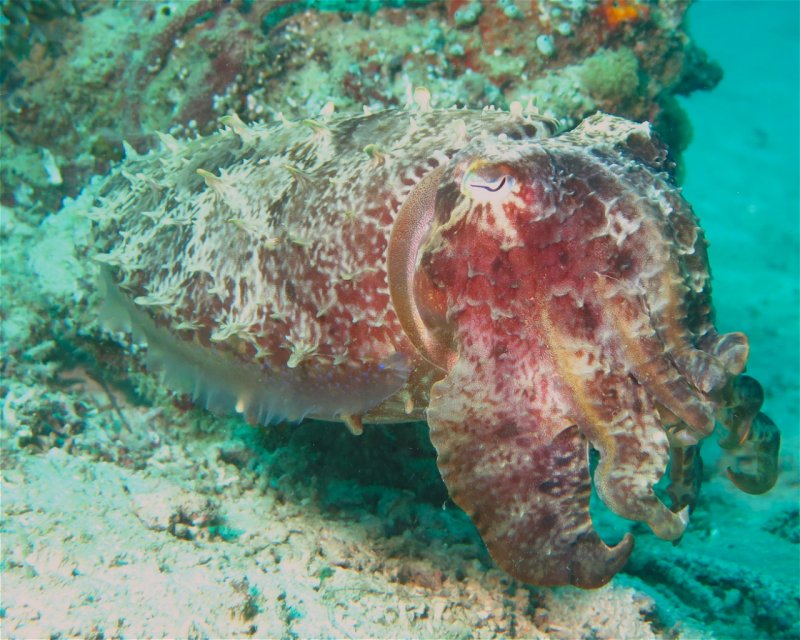 Divesite Image