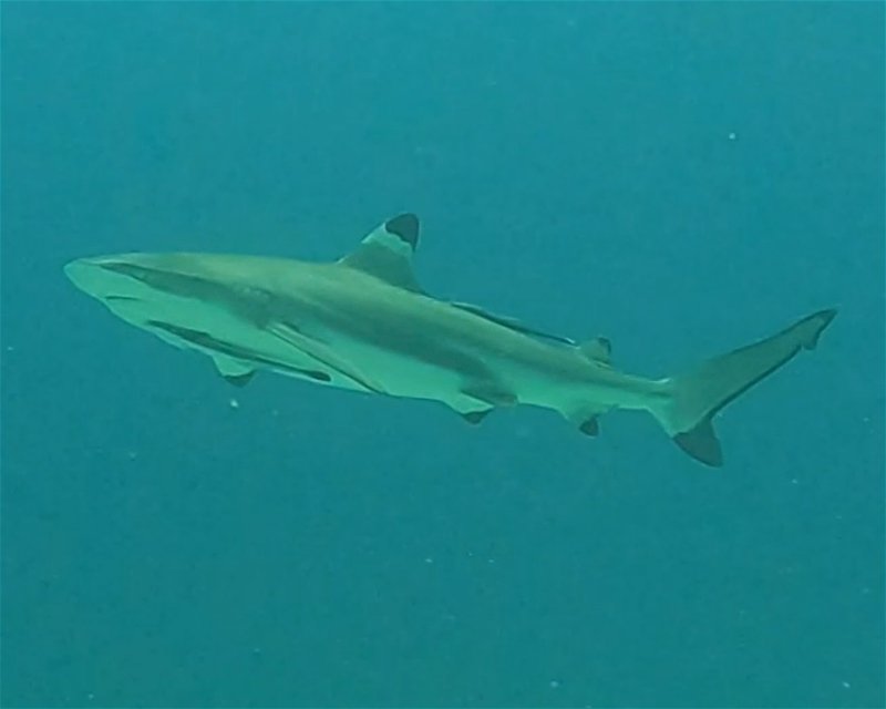 Divesite Image