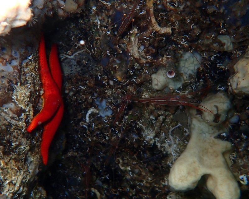 Divesite Image