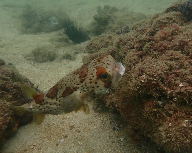 Divesite Image