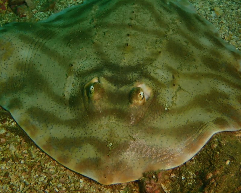 Divesite Image