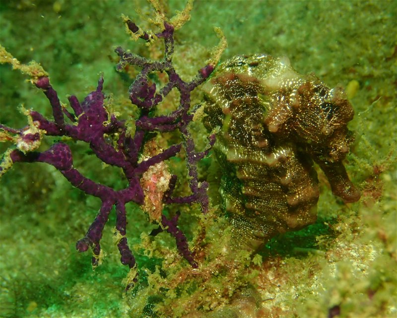 Divesite Image