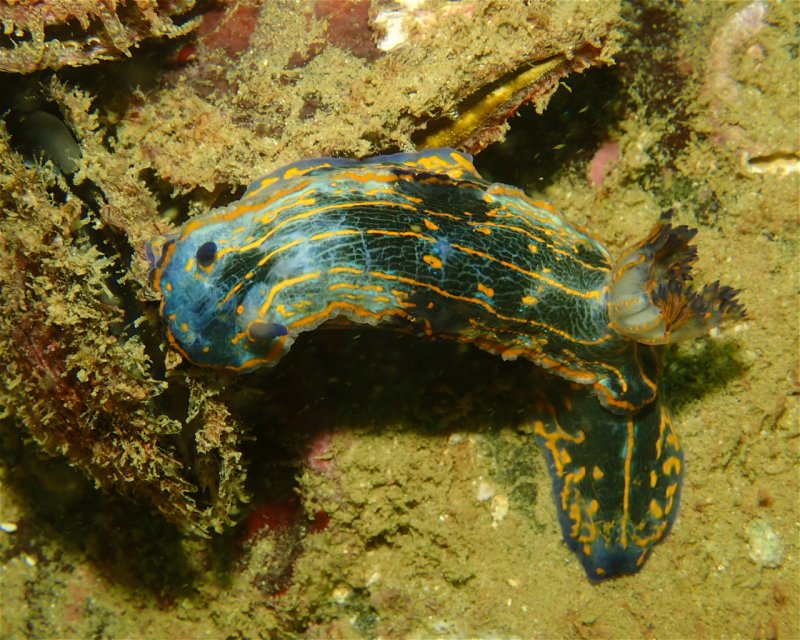 Divesite Image
