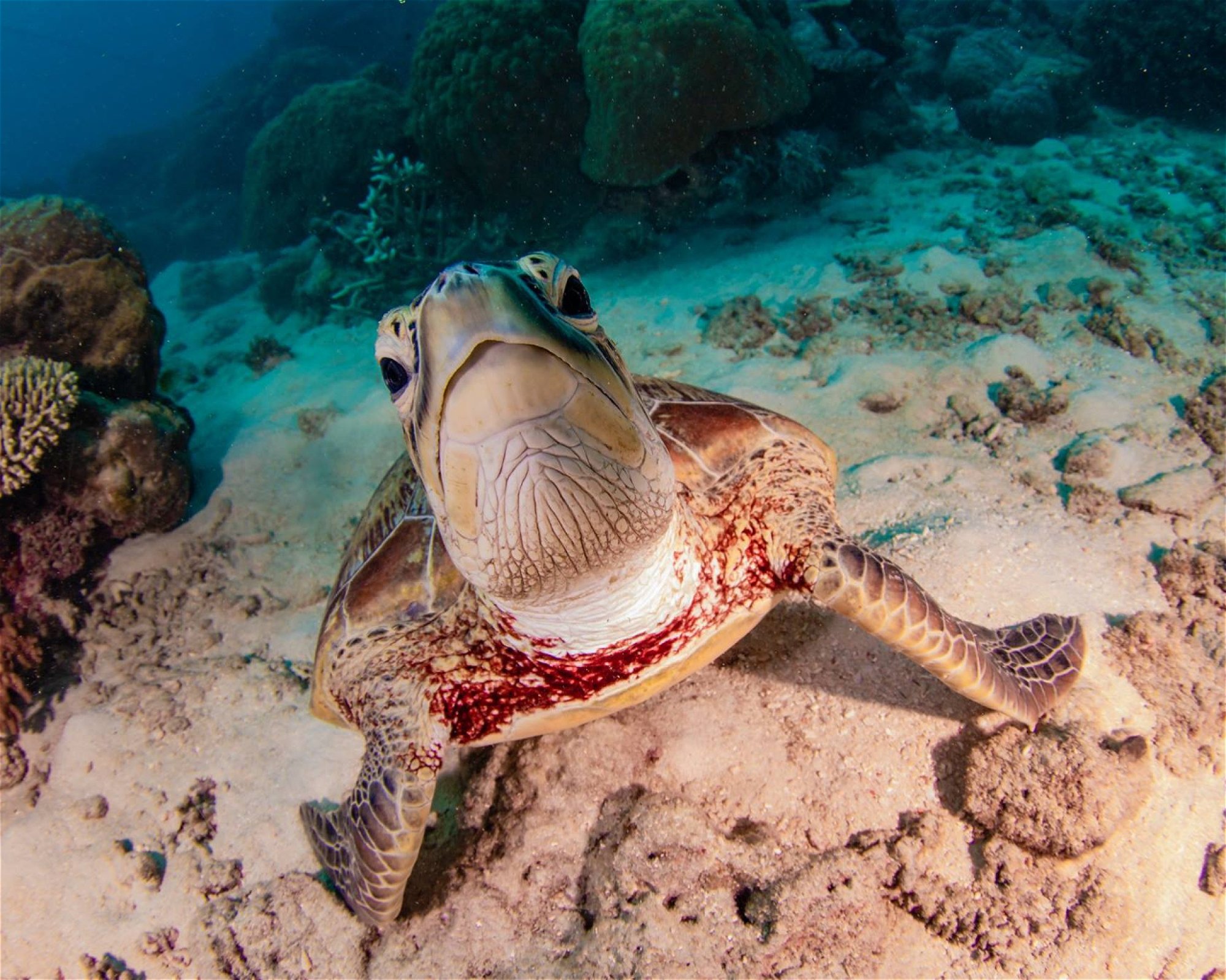 REEF ENCOUNTER, 4870 CAIRNS