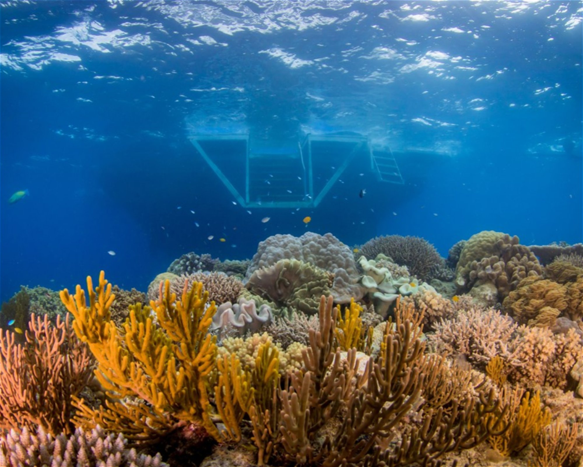 REEF ENCOUNTER, 4870 CAIRNS
