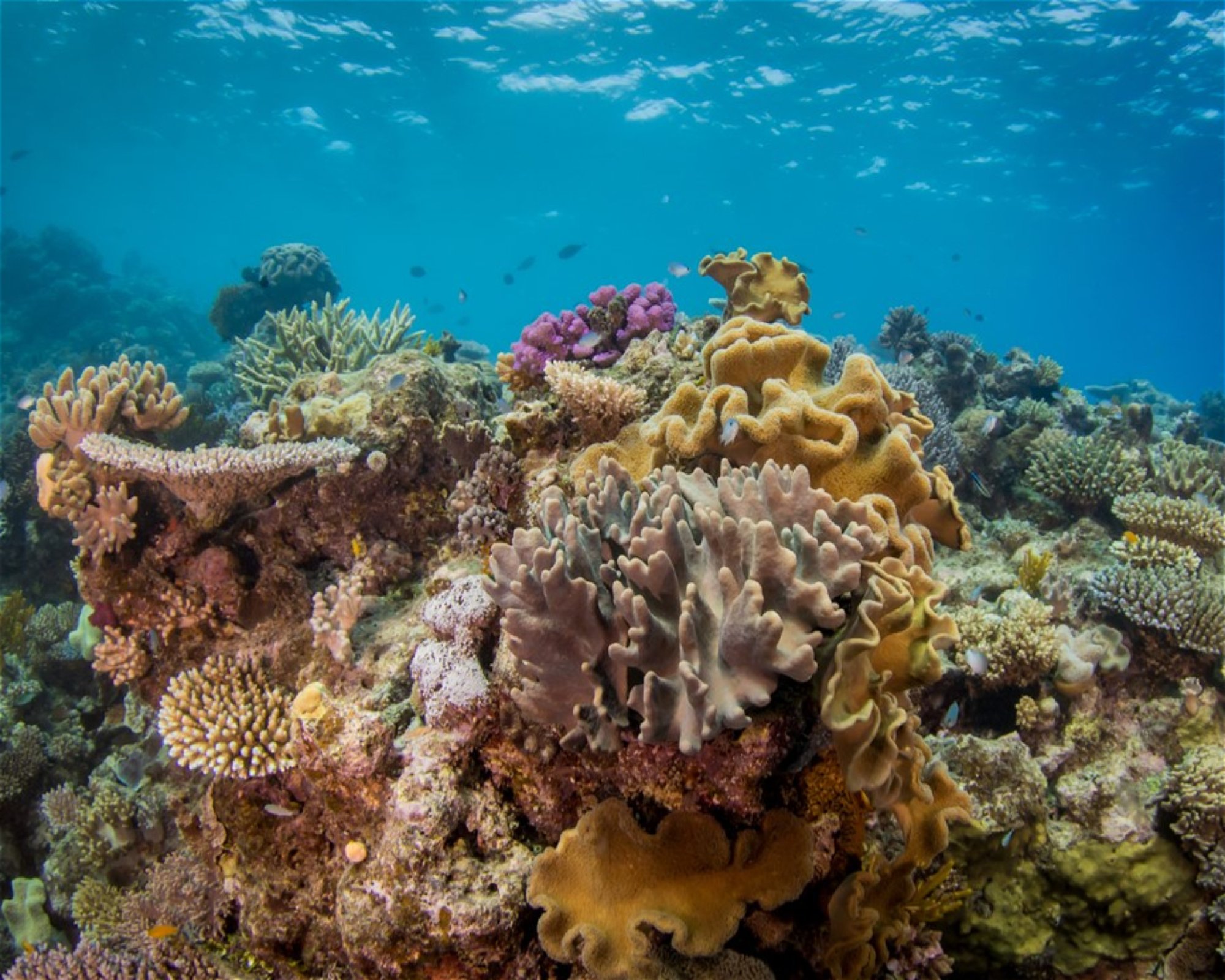 REEF ENCOUNTER, 4870 CAIRNS