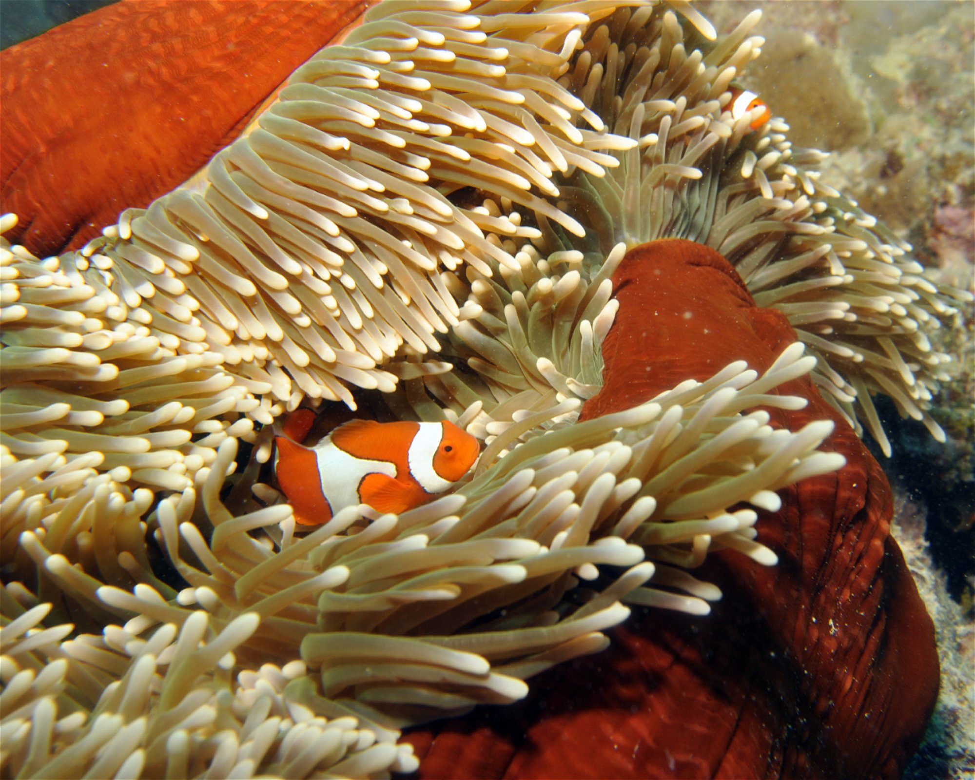 REEF ENCOUNTER, 4870 CAIRNS