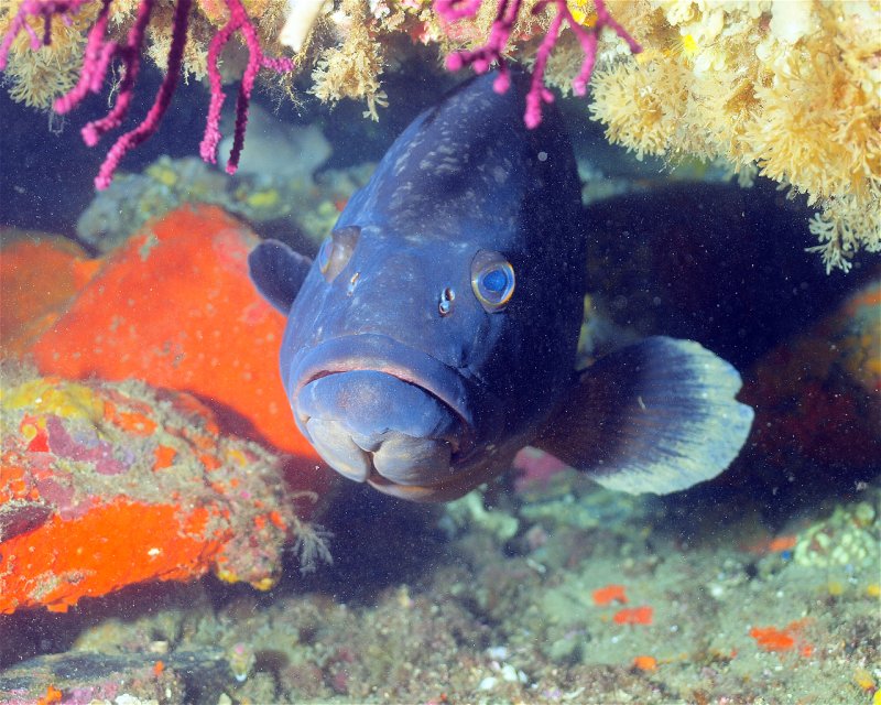 Divesite Image