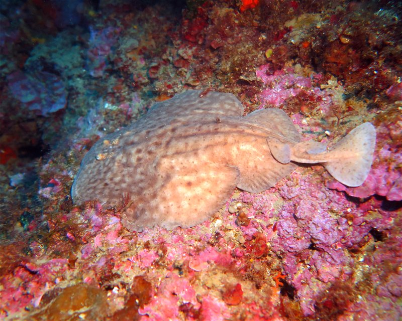 Divesite Image