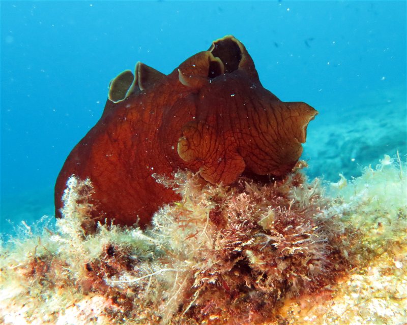 Divesite Image