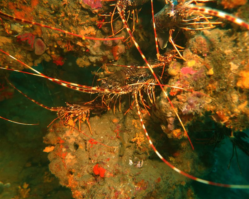 Divesite Image