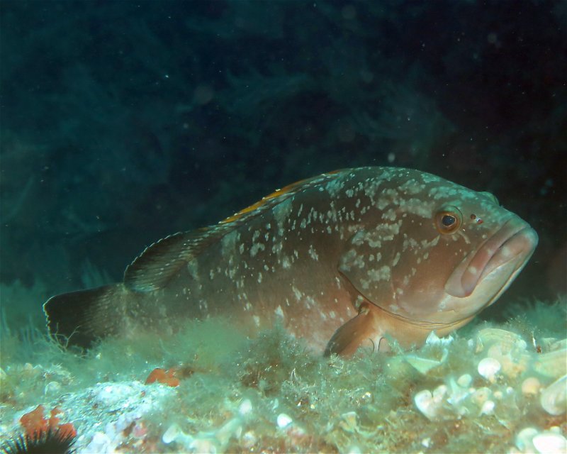 Divesite Image