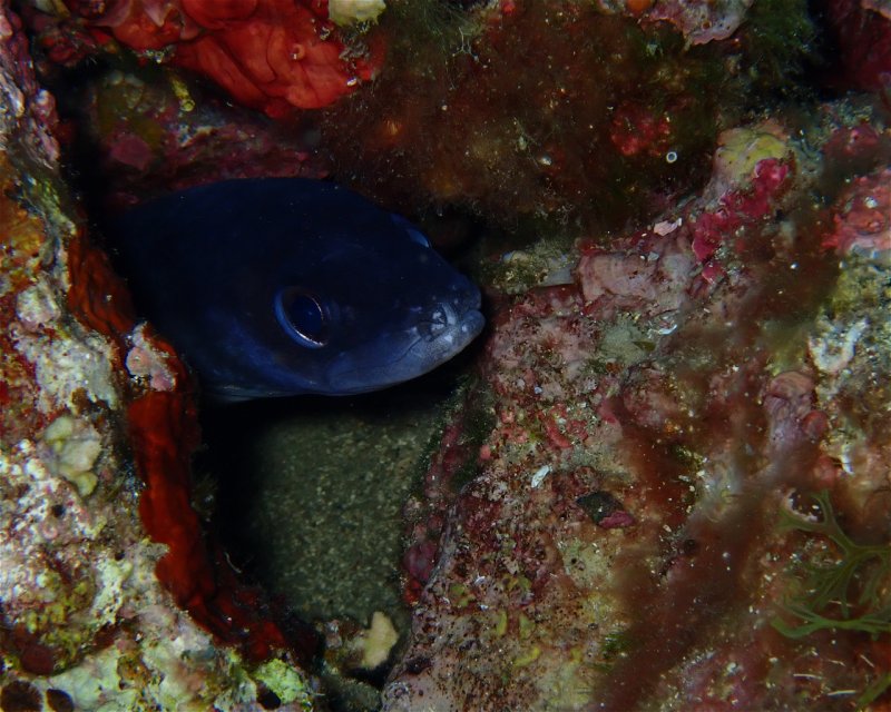 Divesite Image