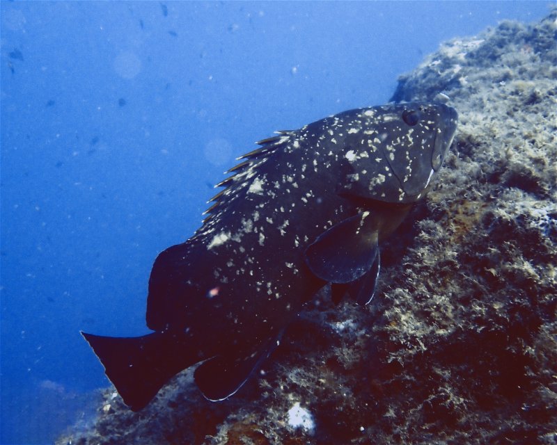 Divesite Image