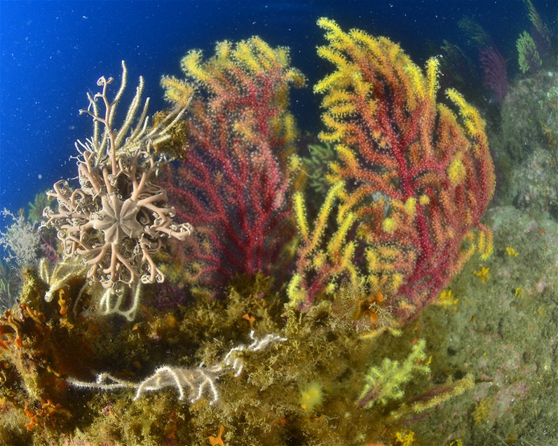 Divesite Image