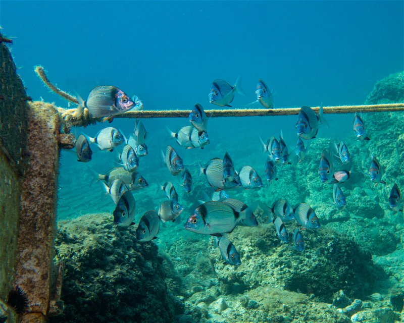 Divesite Image