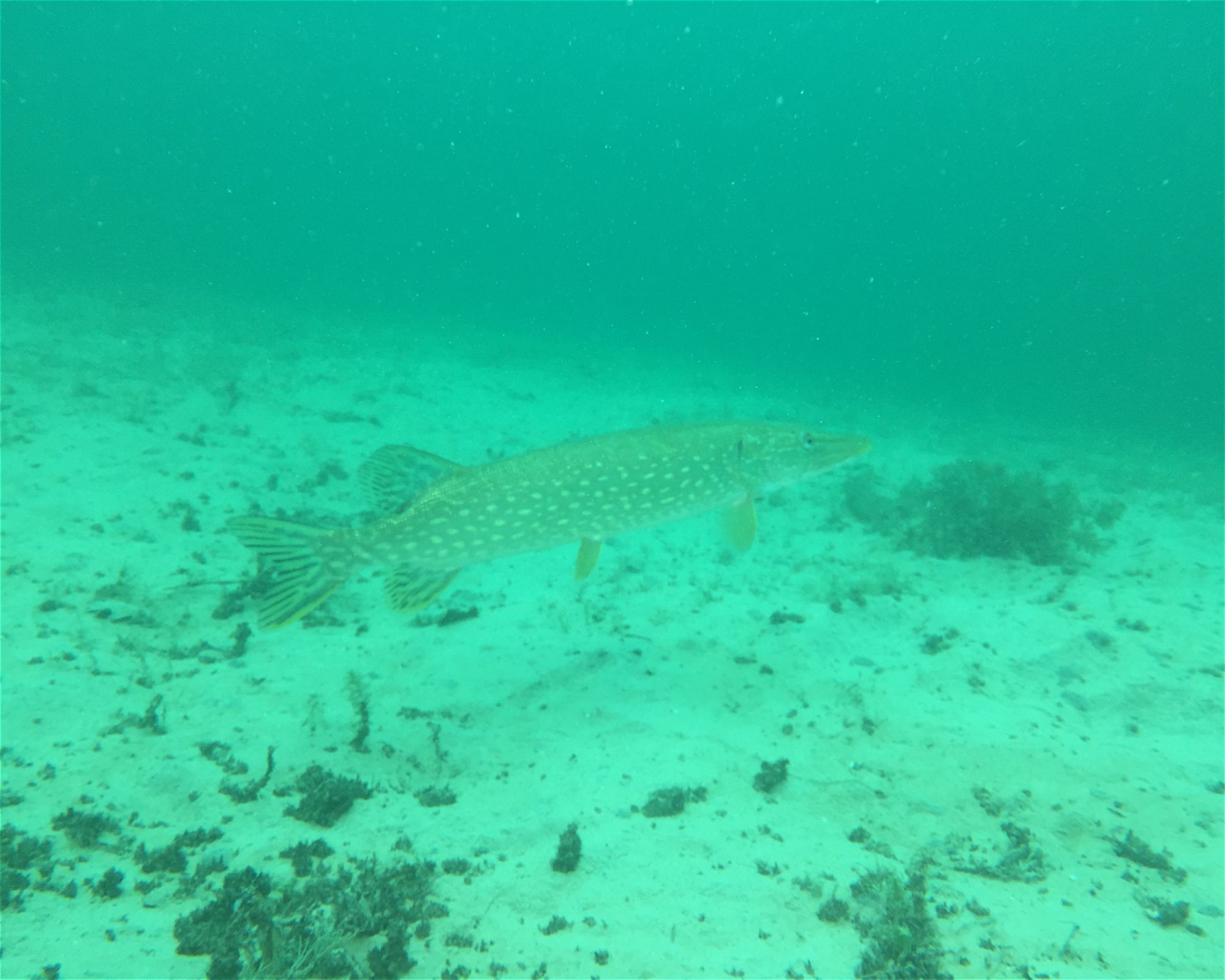 About Diving, 2560 Nidau