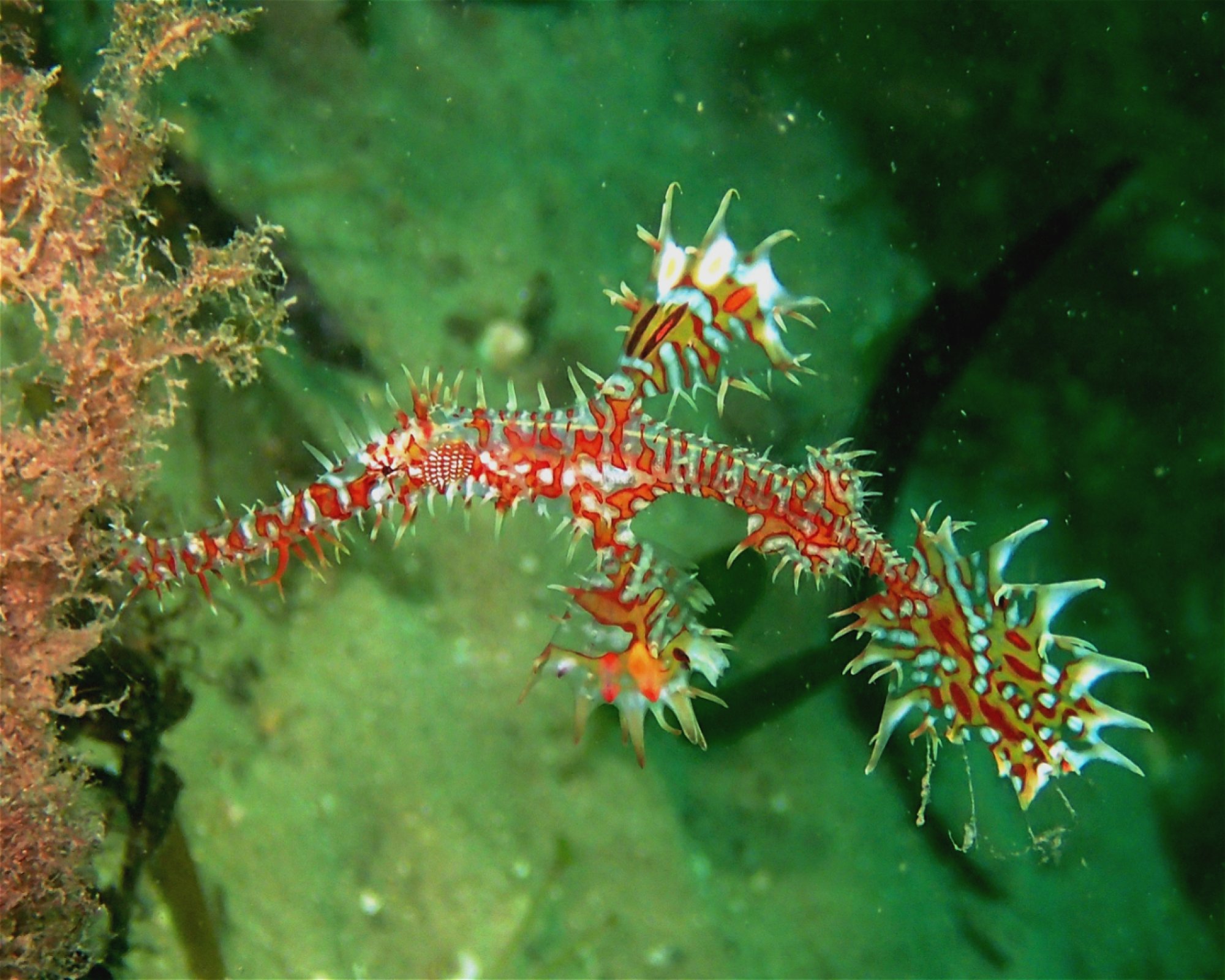 FEET FIRST DIVE PTY LTD, 2315 NELSON BAY